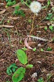 Image result for Gerbera piloselloides