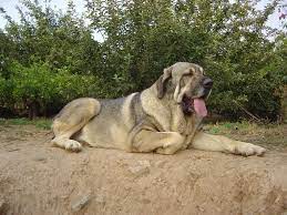 Oda06 3 Valdejera Spanish Mastiff Giant Dogs Mastiffs