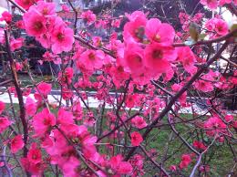 Japon Elmasi Elmas Japonca