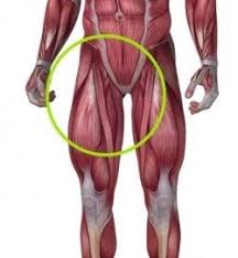 The muscles in the medial compartment of the thigh are collectively known as. Groin Muscle Anatomy Anatomy Drawing Diagram