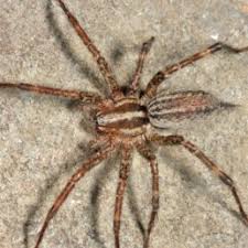 Spider, steatoda borealis, and false black widow, s. Spiders In Massachusetts Species Pictures