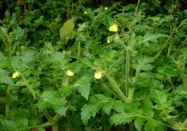 Image result for Calceolaria tripartita