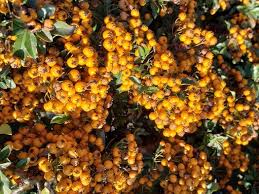 Image result for Pyracantha coccinea soleil d'or