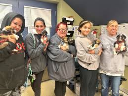 In case you need some Friday CUTE.... These puppies are looking for foster  homes! How fun would it be to have a pup or Christmas puppies in your house  this year?! Strayrescue.org/Foster