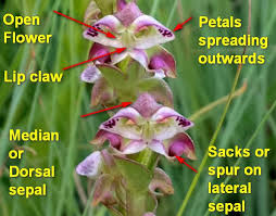 Image result for Disperis sp. nov. aff. bifida