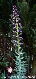 Persische Fritillariebluhende Pflanze Schwarze Blumen Pflanzen Blumenzwiebeln