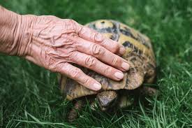 Simone had a stroke at the age of nineteen but thanks to her hard work and determination, she has built a life after stroke. Stroking A Turtle By Simone Wave Hand Turtle Stocksy United