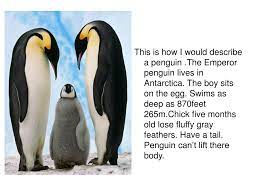 Do penguins have wings or fins? Ppt Penguin Powerpoint Presentation Free Download Id 5359960