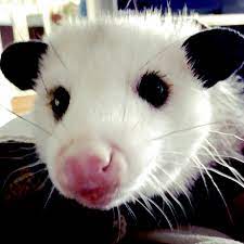 My Little Opossum Opossum Cute Animals Animals Friends