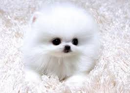 Black And White Pomeranian Puppy For Sale Teacup Pomeranian Puppies For Sale In Colorado Zoe Fans Blog Pomeranian Puppy Teacup Pomeranian Puppy Teacup Pomeranian