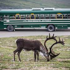 Adventure class or goldstar dome car service? Operating Hours Seasons Denali National Park Preserve U S National Park Service