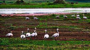 Image result for Dibru-Saikhowa National Park