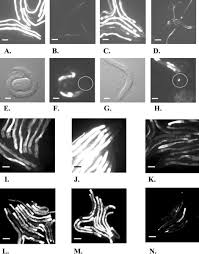 Image result for Monotes elegans