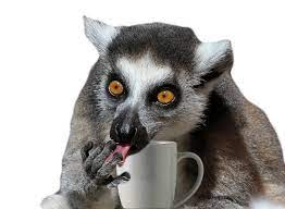 Angry Lemur