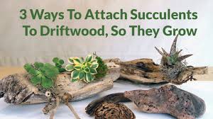 For the most part there are three conclusion growing cacti can be a lot of fun and doesn't require tremendous effort. 3 Ways To Attach Succulents To Driftwood So They Can Grow Joy Us Garden Youtube