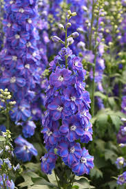 Image result for Delphinium