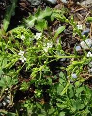 Image result for Thesium megalocarpum