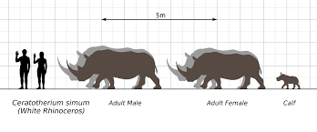 English español français deutsch italiano. File White Rhino Ceratotheirum Simum Scale Chart Steveoc86 Svg 001 Svg Wikimedia Commons