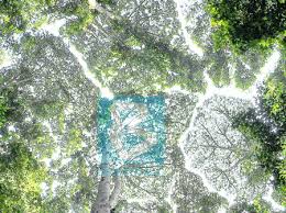 And this place one of 5 summit of the bukit senggeh forest reserve. Frim Gazette Green Lungs In Urban Areas As Forest Reserves