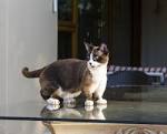 Small Cat Breeds: 6 Breeds That Stay Small - Wildernesscat