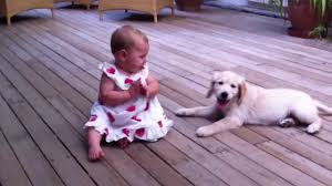 Minimum of 4 dogs earning titles. Golden Retriever Puppy Meets An 8 Month Old Toddler For The First Time And Falls In Love Cesar S Way