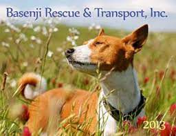 Basenji Rescue And Transport Home Pets Basenji Dogs Cute Animals