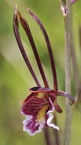 Image result for Holothrix nyasae