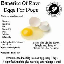 Mamabee Is A Lifestyle Site That Covers Not Just Parenting Healthy Dog Food Recipes Eggs For Dogs Raw Dog Food Recipes