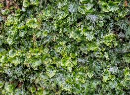 Image result for Tridactyle eggelingii