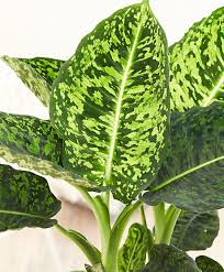 Dieffenbachia Reflector Plants Pretty Plants Plants Are Friends