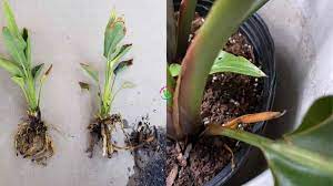 The bird of paradise needs to be trimmed to remove any clumps from the base of the plant and to remove invasive leaves and flower blooms. Bird Of Paradise Root Rot Signs Causes And Treatment Garden For Indoor