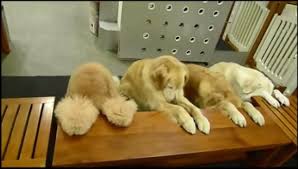 Are you wondering how to say i walk the dog in mandarin chinese ? Extremely Well Behaved Chinese Dogs Say Grace Before Daily Meal Soranews24 Japan News