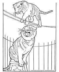 Circus tiger standing balance on a ball coloring page to color, print and download for free along with bunch of favorite circus coloring page for kids. Circus Tiger Coloring Page Tiger On Tight Rope Zoo Animal Coloring Pages Circus Coloring Pages Animal Coloring Pages