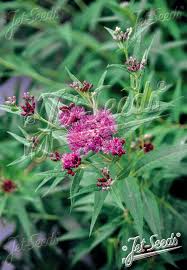 Image result for Vernonia pteropoda