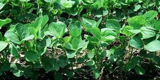 Help Your Soybeans Survive Hail Season Syngenta Know