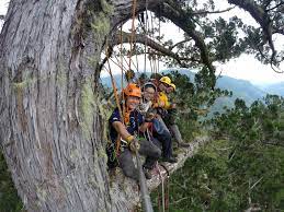 尋找與攀登70公尺高的挑戰台灣杉等身照的拍攝紀實| 環境資訊中心
