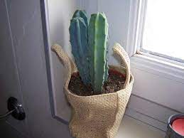 C'est une idée originale, peu coûteuse et écologique qui met la nature au centre de votre intérieur. Cactus Dans Salle De Bain