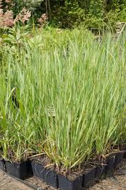 Straffe Rutenhirse Panicum Virgatum Strictum Rutenhirse Pflanzen Hydrangea Paniculata