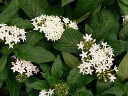 Image result for Pentas lanceolata