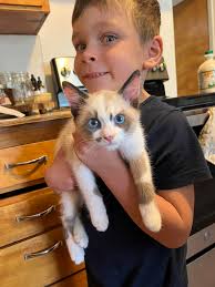 These super smart extremely friendly babies are ready fir their new home.  Utd