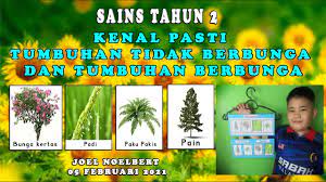 Periodisitas a n n u al : Sains Tahun 2 Pengelasan Tumbuhan Joel Noelbert Youtube