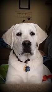 Epingle Sur Les Labradors