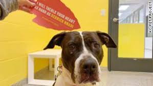 Conducts animal adoption interviews and assists/educates new adopters on topics such as basic animal behavior, positive training methods, vaccinations, microchips. Every Single Dog From A Kansas City Shelter Found A Home Thanks To Super Bowl Star S Promise To Pay Fees Cnn