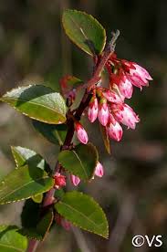Image result for Vaccinium stanleyi