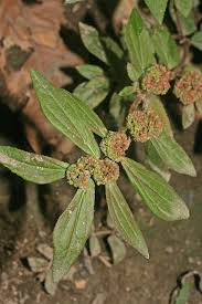 Image result for Euphorbia hirta
