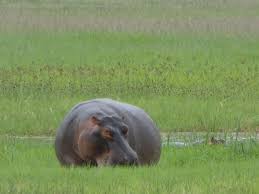 Image result for Ozoroa nigricans