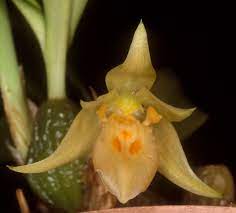 Pin On Orchids Of Nepal
