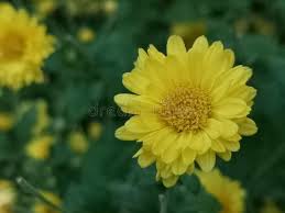 Image result for Chrysanthellum indicum