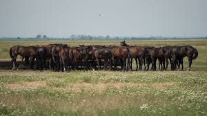 Parque nacional del hortobágy (es); Hortobagy Ungarn Great Plains Kostenloses Foto Auf Pixabay