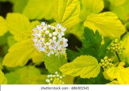 Jul 09, 2021 · the darts gold ninebark is a vibrant pop of contrast throughout every season, creating an. Physocarpus Opulifolius Darts Gold Stunning Limegreen Stock Photo Edit Now 686301541